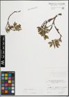Foto von Salix hastata L.
